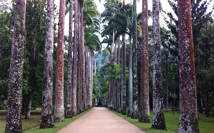 botanical garden rio de janeiro